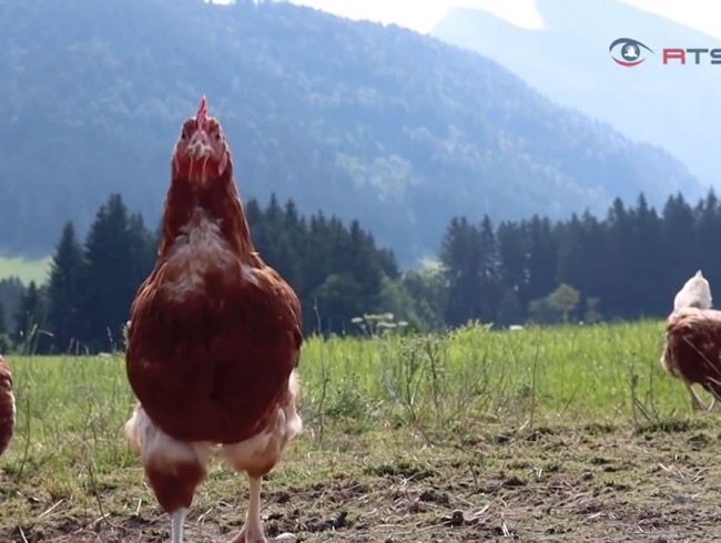 Genusstagebuch - RTS filmt im Landgasthof Ortner, Landhotel Berger und im Ortnergut